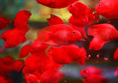 ​血鹦鹉的基本介绍-血鹦鹉的风水学应用