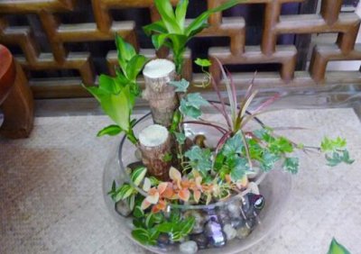 ​巴西木的风水学应用-巴西木在家居中的作用