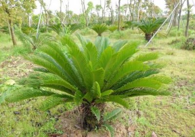 ​苏铁对家居环境的影响-苏铁的风水学应用