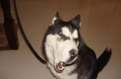 ​只有铲屎官才了解的快乐 容易躺枪的养狗错误观念