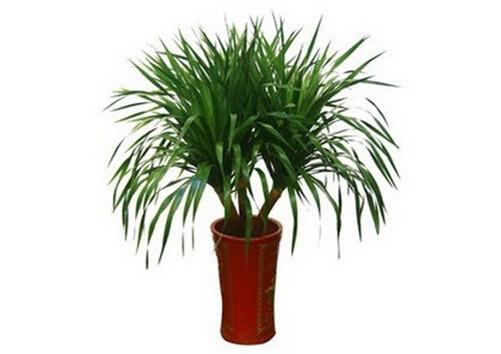 龙血树对家居环境的影响-龙血树的作用