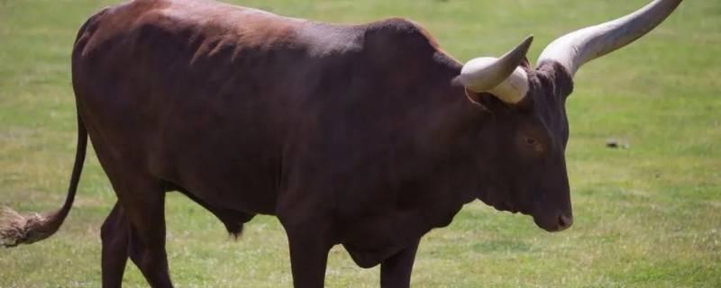 网络图片(侵删)