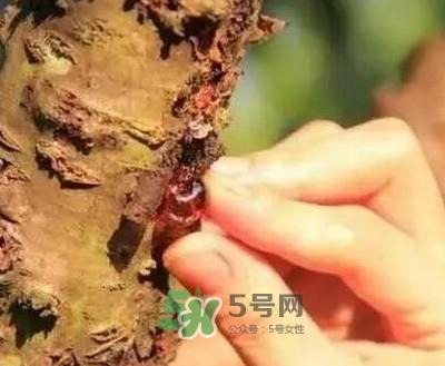 桃胶适合什么人吃？吃桃胶会上火吗？