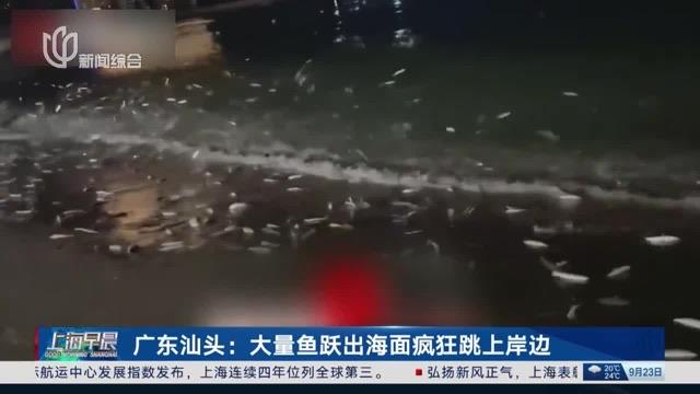 生活广东大量鱼跃出海面跳上岸 官方回应  1