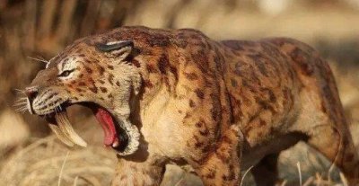 ​剑齿虎怕什么动物，其实不敌现代老虎(体型和咬合力不及)