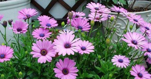 蓝目菊从播种到花开的种植和养护方法