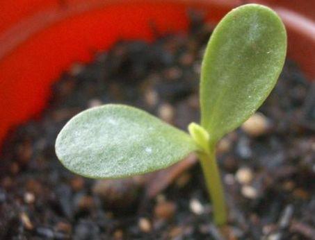 蓝目菊从播种到花开的种植和养护方法