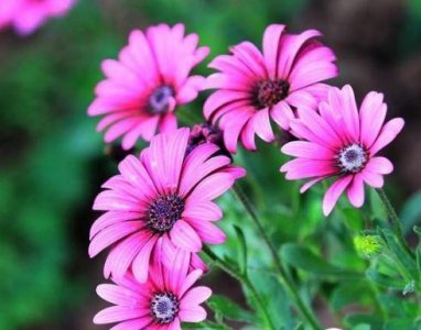 ​蓝目菊从播种到花开的种植和养护方法