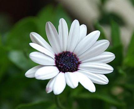 蓝目菊从播种到花开的种植和养护方法