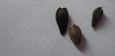 蓝目菊从播种到花开的种植和养护方法