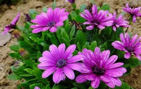 蓝目菊从播种到花开的种植和养护方法