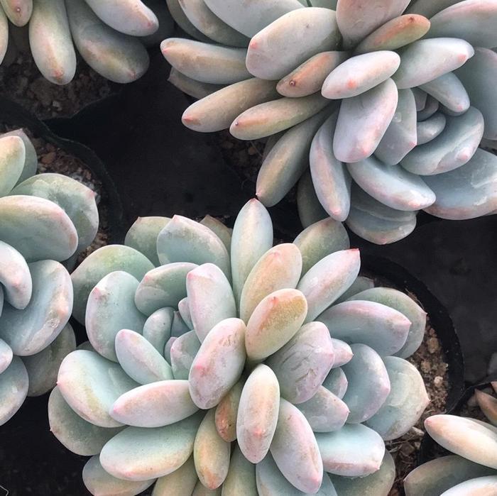 多肉橙梦露，3个小方法，养到“仙气飘飘”，鲜橙色布满叶片