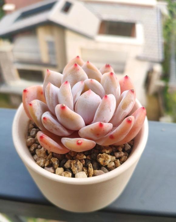 多肉橙梦露，3个小方法，养到“仙气飘飘”，鲜橙色布满叶片