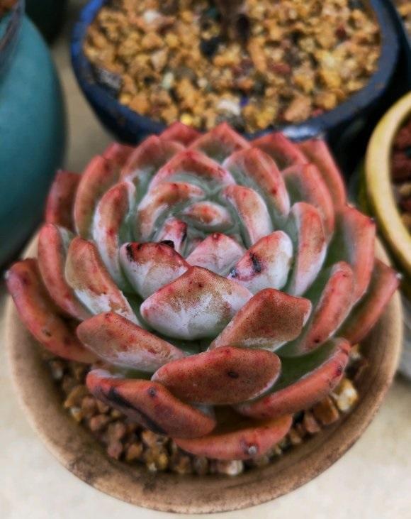 多肉橙梦露，3个小方法，养到“仙气飘飘”，鲜橙色布满叶片