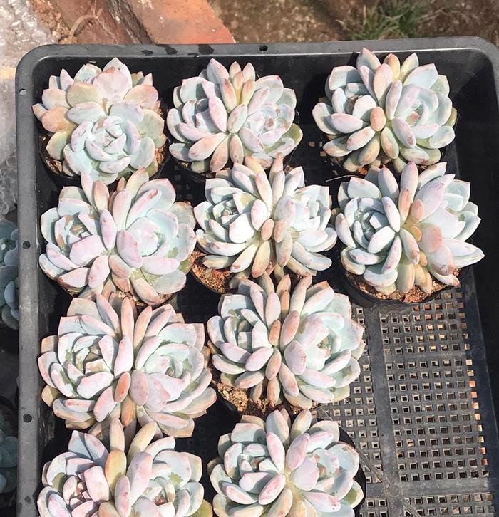 多肉橙梦露，3个小方法，养到“仙气飘飘”，鲜橙色布满叶片