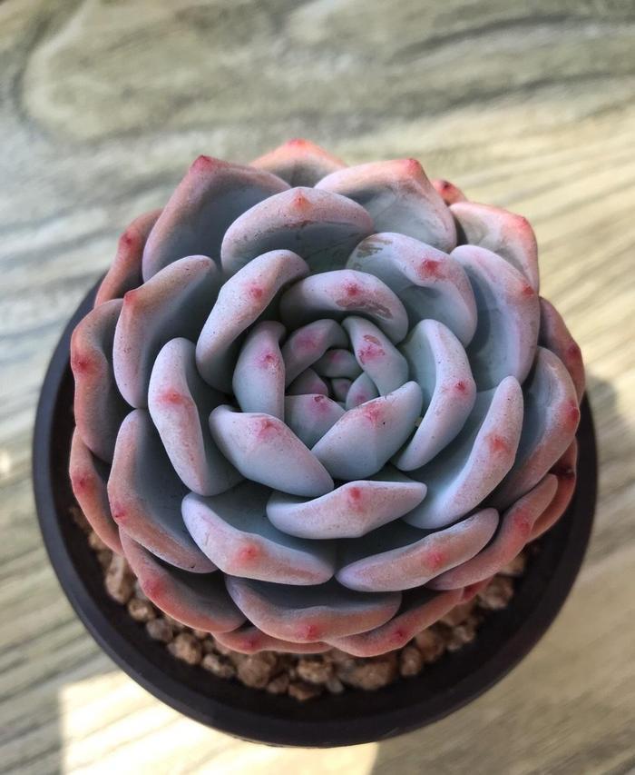 多肉橙梦露，3个小方法，养到“仙气飘飘”，鲜橙色布满叶片