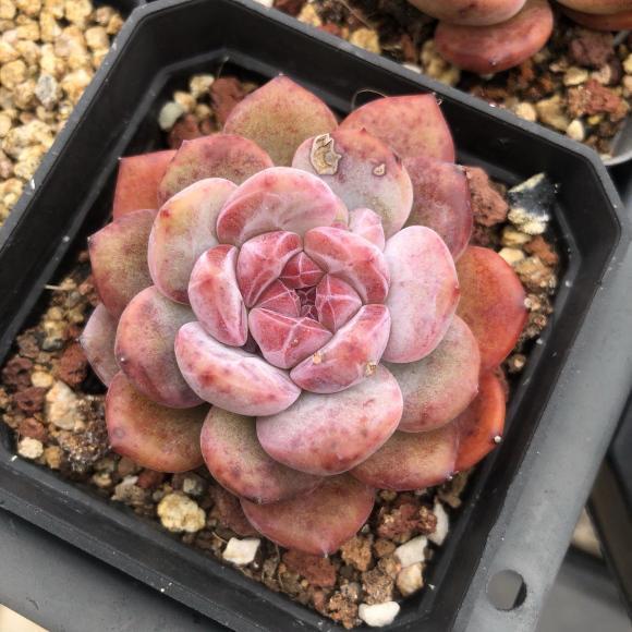 多肉橙梦露，3个小方法，养到“仙气飘飘”，鲜橙色布满叶片