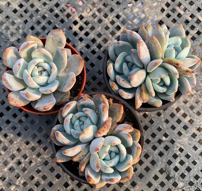 多肉橙梦露，3个小方法，养到“仙气飘飘”，鲜橙色布满叶片