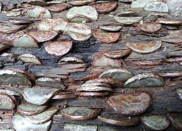 女子树林徒步发现摇钱树，刚准备上前摘，被当地人阻止!