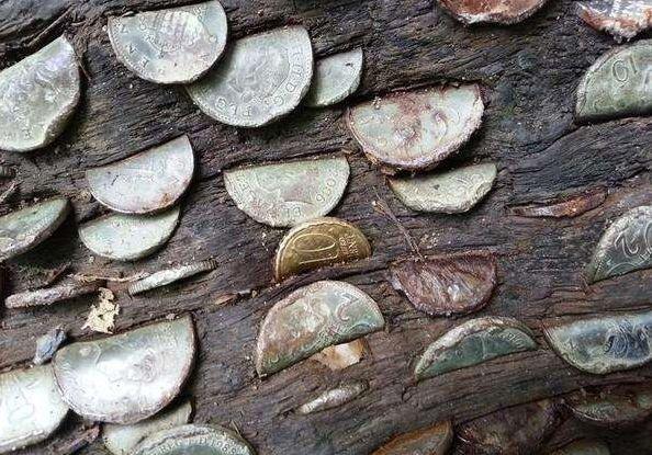 女子树林徒步发现摇钱树，刚准备上前摘，被当地人阻止!