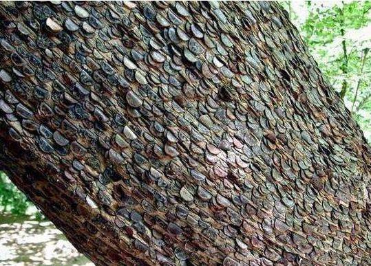 女子树林徒步发现摇钱树，刚准备上前摘，被当地人阻止!