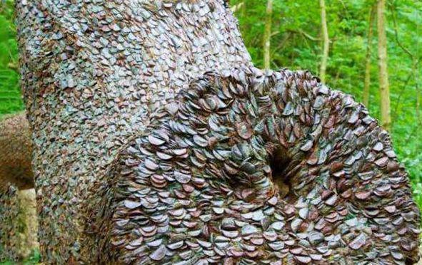 女子树林徒步发现摇钱树，刚准备上前摘，被当地人阻止!