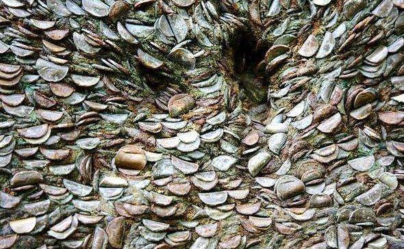 女子树林徒步发现摇钱树，刚准备上前摘，被当地人阻止!