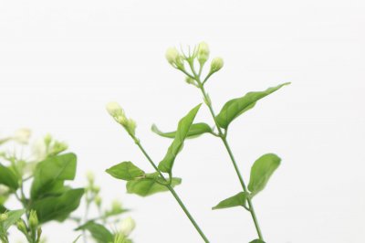 ​茉莉夏季怎么养