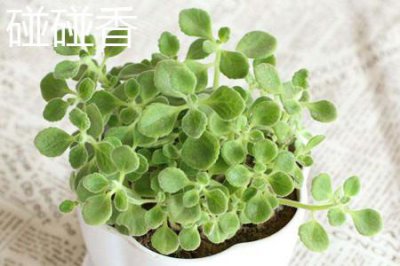 ​碰碰香和薄荷的区别