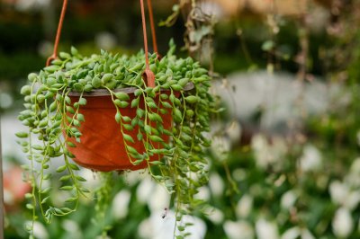 ​情人泪怎么养才能珠大，怎么养爆盆