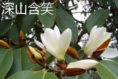 ​深山含笑和乐昌含笑的区别