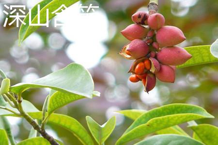 深山含笑