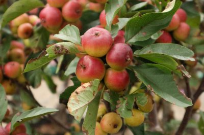 ​海棠花叶枯萎用剪掉吗，怎么修剪