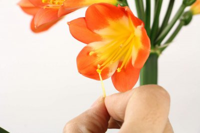 ​君子兰花苞长不出来怎么办