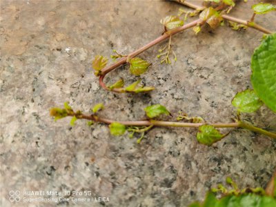 ​爬山虎一次浇水多少
