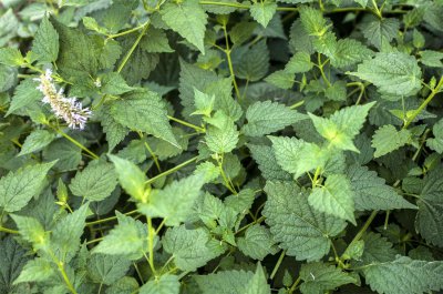 ​盆栽藿香种植方法
