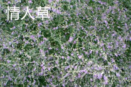 情人草 情人草