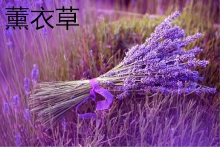 薰衣草 薰衣草