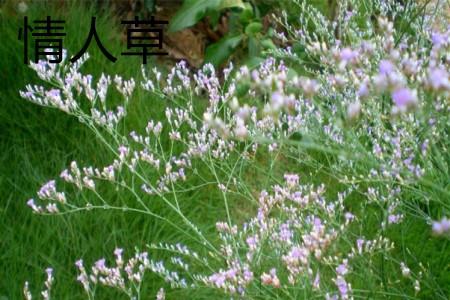 情人草 情人草