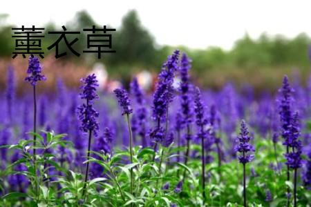 薰衣草 薰衣草