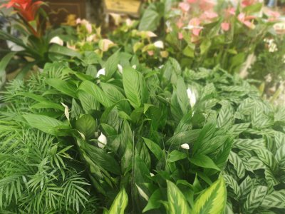 ​白掌怎么养长得快