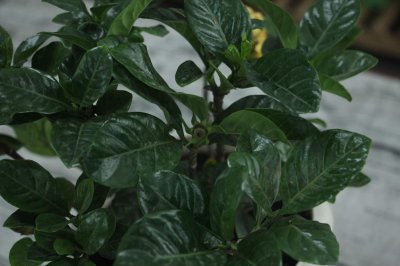 ​栀子发黄掉苞不开花，教你1个动作，立马开满盆