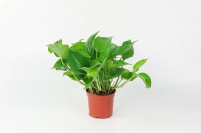 ​绿萝叶子小上什么肥料 叶子发黄用什么肥