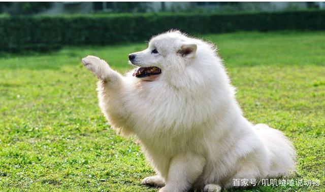 雪橇三傻为什么会被称为雪橇三傻？原因竟然如此简单