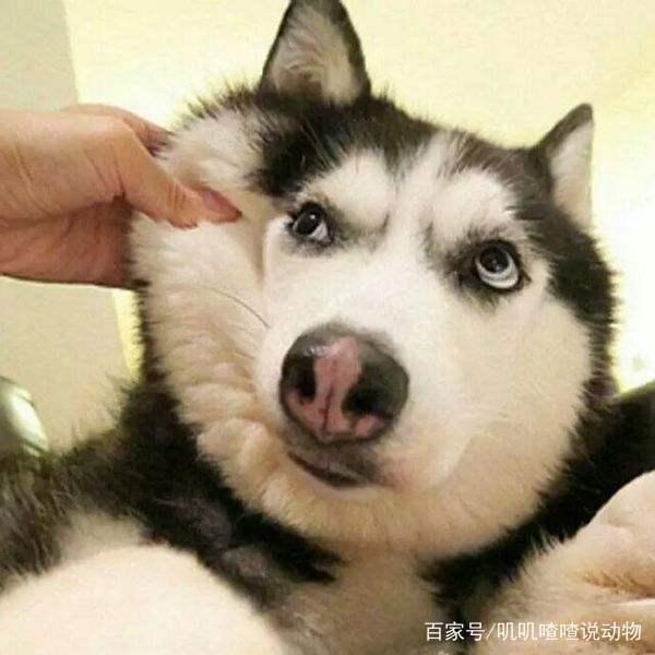 雪橇三傻为什么会被称为雪橇三傻？原因竟然如此简单