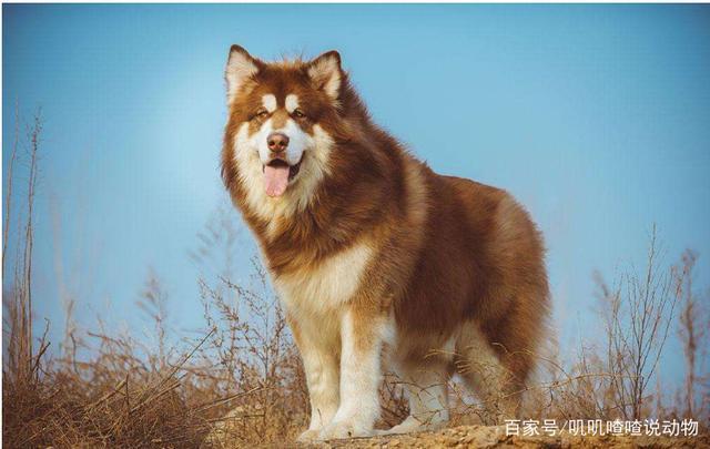 雪橇三傻为什么会被称为雪橇三傻？原因竟然如此简单