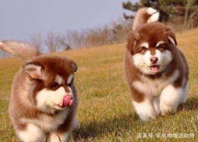 ​雪橇三傻为什么会被称为雪橇三傻？原因竟然如此简单