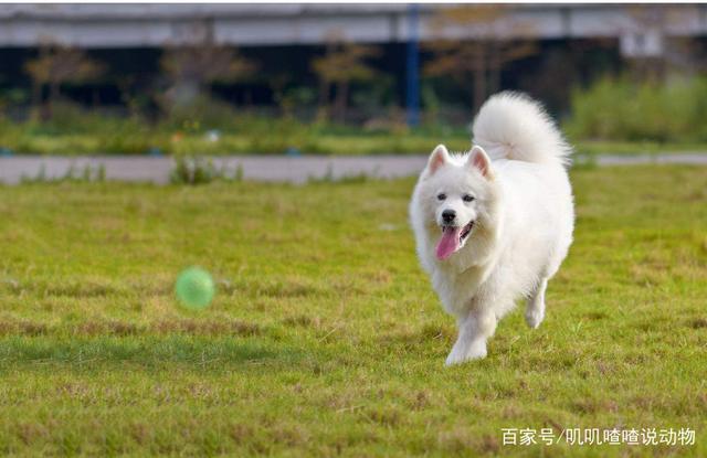 雪橇三傻为什么会被称为雪橇三傻？原因竟然如此简单