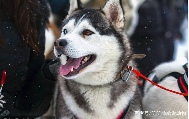 雪橇三傻为什么会被称为雪橇三傻？原因竟然如此简单