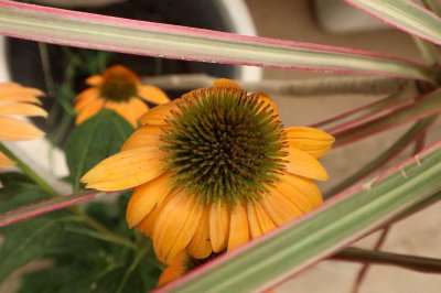 ​伊犁哈萨克适合养什么花，市花和市树是什么